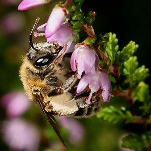 Andrena fuscipes, W Andrena-fuscipes, W