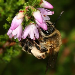 Andrena fuscipes, W Andrena-fuscipes, W