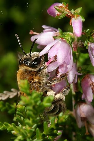 Andrena fuscipes, W Andrena fuscipes, W