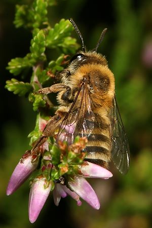 Andrena fuscipes, W Andrena fuscipes, W