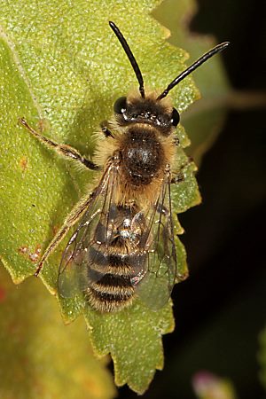 Andrena fuscipes, M Andrena fuscipes, M