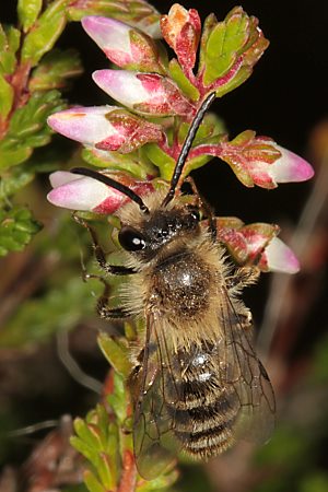 Andrena fuscipes, M