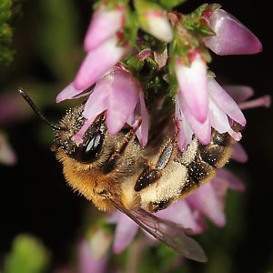 Andrena fuscipes, W Andrena fuscipes, W