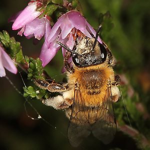 Andrena fuscipes, W Andrena fuscipes, W