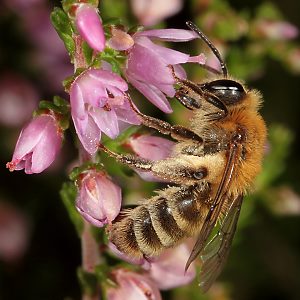 Andrena fuscipes, W Andrena fuscipes, W