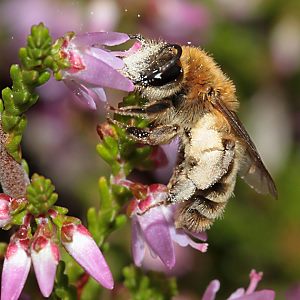 Andrena fuscipes, W Andrena fuscipes, W