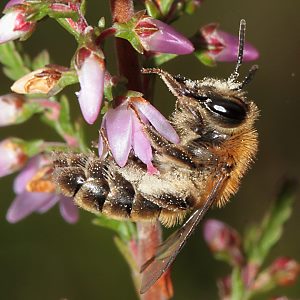 Andrena fuscipes, W Andrena fuscipes, W
