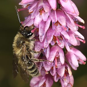Andrena fuscipes, M Andrena fuscipes, M