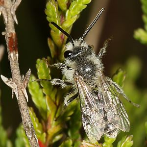 Andrena fuscipes, W Andrena fuscipes, W