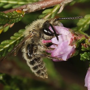 Andrena fuscipes, M Andrena fuscipes, M