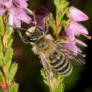 Andrena fuscipes, M Andrena fuscipes, W