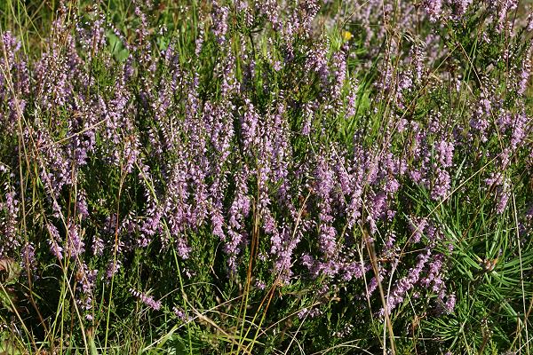 Calluna vulgaris: Andrena-fuscipes-Habitat Calluna vulgaris: Andrena-fuscipes-Habitat