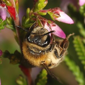 Andrena fuscipes, W Andrena fuscipes, W