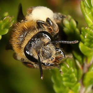 Andrena fuscipes, W Andrena fuscipes, W
