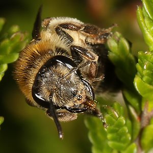 Andrena fuscipes, W Andrena fuscipes, W