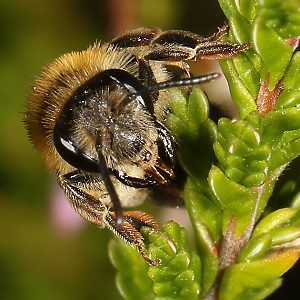 Andrena fuscipes, W Andrena fuscipes, W