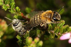 Andrena fuscipes, MW (1) Andrena fuscipes, MW (1)