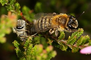 Andrena fuscipes, MW (2) Andrena fuscipes, MW (2)