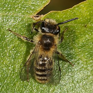 Andrena fuscipes, M Andrena fuscipes, M