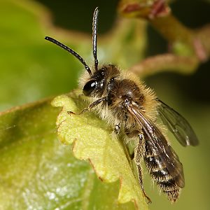 Andrena fuscipes, M Andrena fuscipes, M