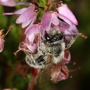 Andrena fuscipes, M Andrena fuscipes, M