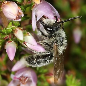 Andrena fuscipes, M Andrena fuscipes, M