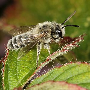 Andrena fuscipes, M Andrena fuscipes, M