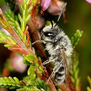 Andrena fuscipes, M Andrena fuscipes, M