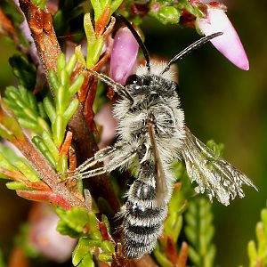 Andrena fuscipes, M Andrena fuscipes, M