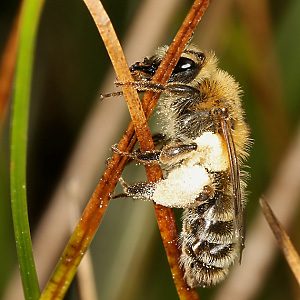Andrena fuscipes, W Andrena fuscipes, W