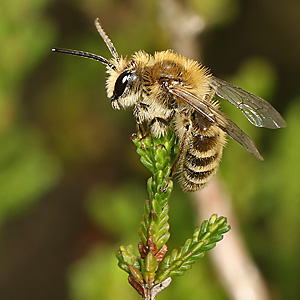 Andrena fuscipes, M Andrena fuscipes, M