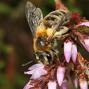 Andrena fuscipes, W Andrena fuscipes, W