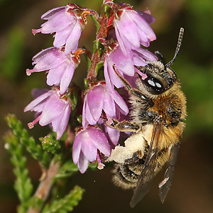 Andrena fuscipes, W Andrena fuscipes, W