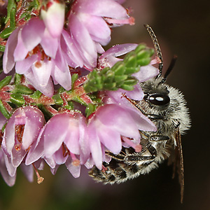 Andrena fuscipes, M Andrena fuscipes, M