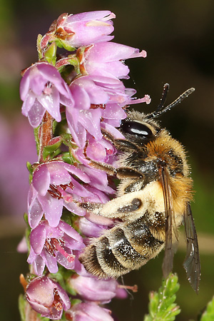 Andrena fuscipes, W Andrena fuscipes, W