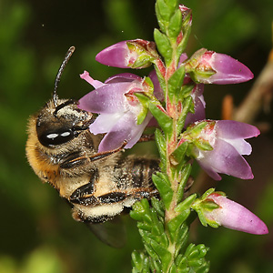 Andrena fuscipes, W Andrena fuscipes, W
