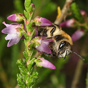 Andrena fuscipes, W Andrena fuscipes, W