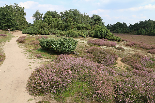 Westruper Heide: Nistareal von Andrena fuscipes Westruper Heide: Nistareal von Andrena fuscipes