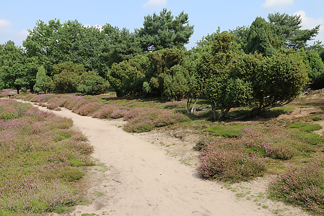 Westruper Heide: Nistareal von Colletes succinctus Westruper Heide: Nistareal von Andrena fuscipes