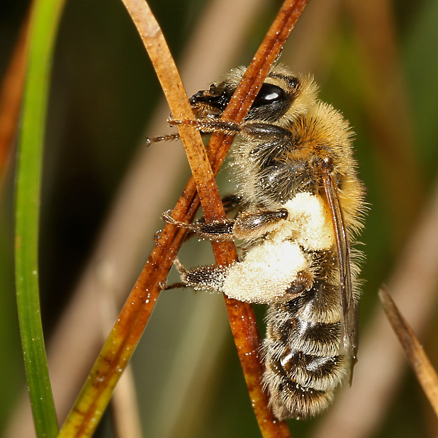 Andrena fuscipes, W