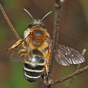 Andrena gravida, W