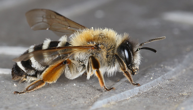 Andrena gravida, W