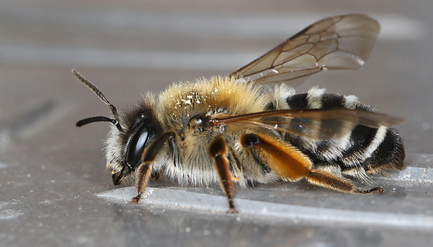 Andrena gravida, W