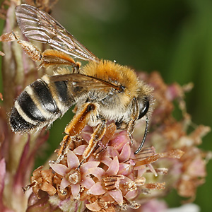 Andrena gravida, W