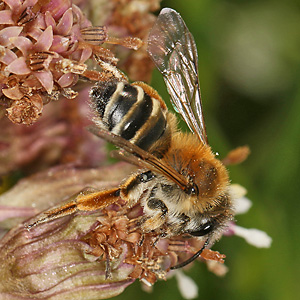 Andrena gravida, W