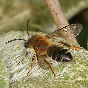 Andrena gravida, M