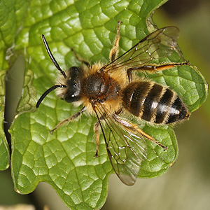 Andrena gravida, M