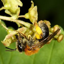 Andrena haemorrhoa, W Andrena haemorrhoa, W