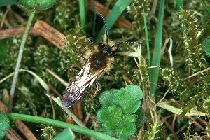 Andrena haemorrhoa, M