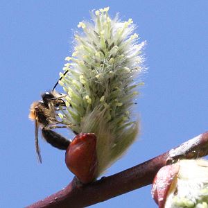 Andrena haemorrhoa, W